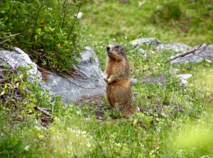 gallia_sommer (6)
