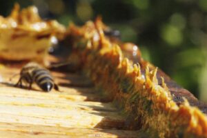 L'ingrediente principale della propoli in gocce biologica è la propoli grezza raccolta in natura dalle api.