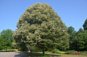 Il Tiglio è un albero ideale per produrre coglimiele classici e a cucchiaio.