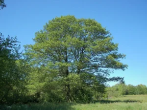 L'Ontano è un albero ideale per produrre coglimiele in legno.