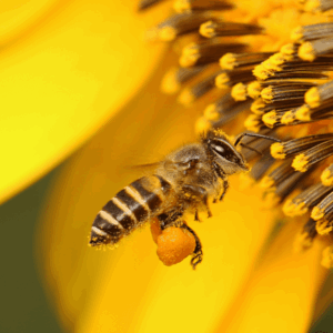 Il Polline è un componente essenziale del Four Energies. Viene raccolto dalle api ed essiccato per eliminare il rischio di allergie.