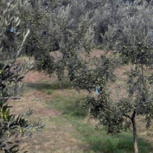 Qui produciamo un olio d'oliva biologico buonissimo mediante molitura e pressione a freddo