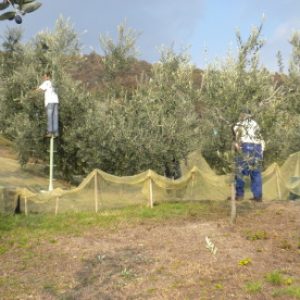 Raccolta a mano dell' olive biologiche e molitura il giorno seguente per una qualità eccellente