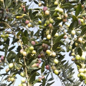 olive raccolte a mano