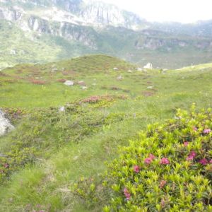 Miele biologico a Brescia. Produciamo miele di Rododendro in provincia di Brescia da anni.