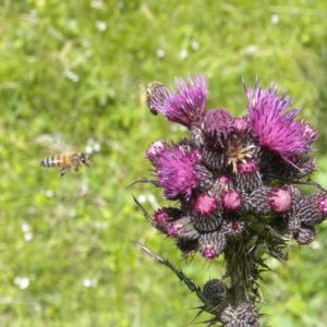 Il miele biologico di cardo è ricco di proprietà depurative