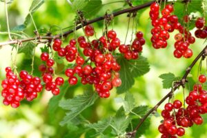 Crema Miele e Ribes gustosa e sana