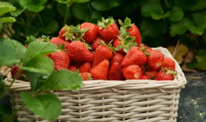 crema miele e fragole: dal campo alla tavola