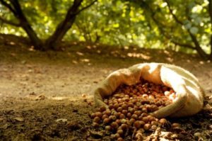 miele-e-nocciole Miele e Nocciole: trenta grammi di nocciole al giorno riducono il rischio cardiovascolare.