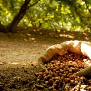 nocciole