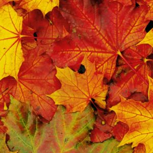 colori foglie autunno