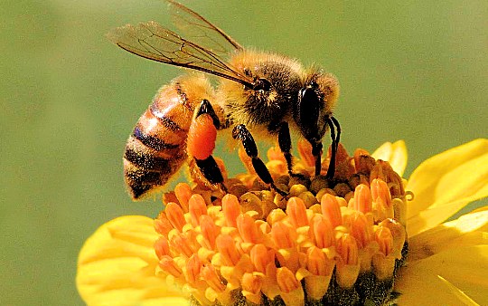 L'ape succhia il nettare e produce il miele biologico