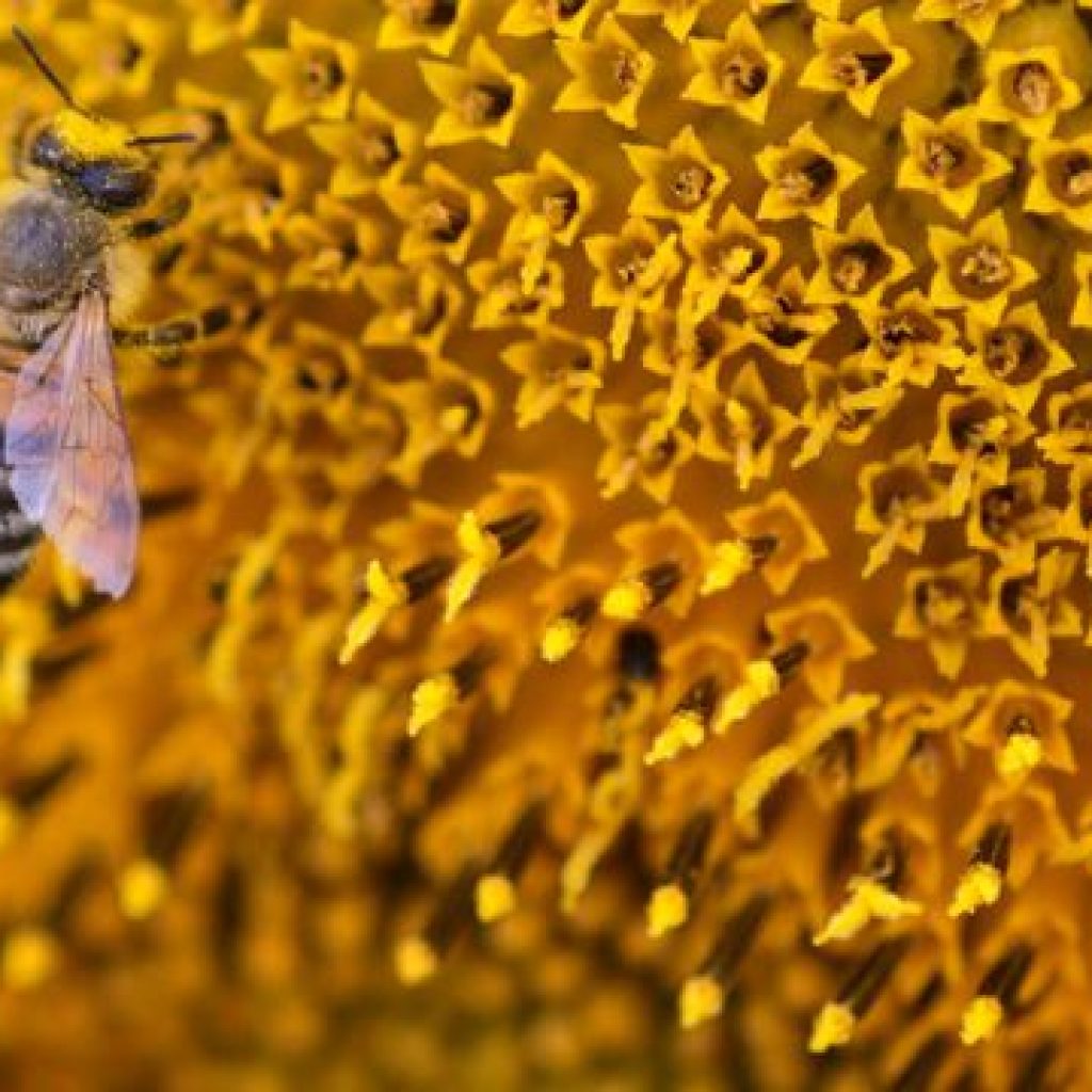 a bee collects nectar from a sunflower on a field near the village of matzendorf about 50 km 31 miles south of austria s capital vienna 5326813