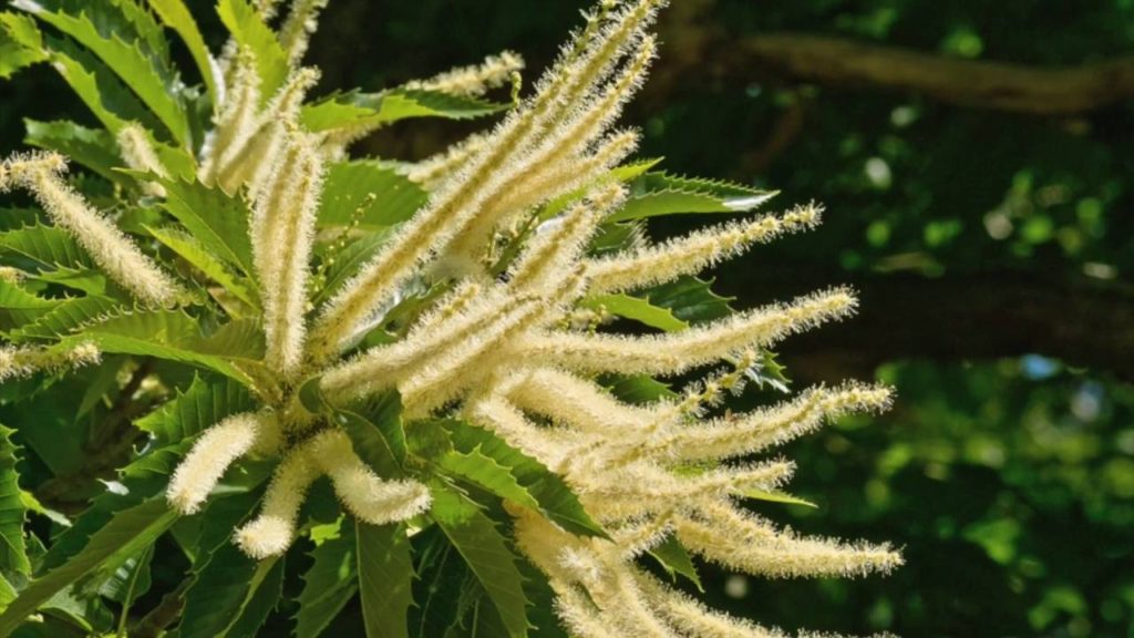 castagno fiore