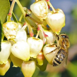 raccolta miele biologico