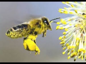 Bienenpollen. Eine Biene sammelt den Pollen von einer Blume und trägt ihn zum Bienenstock