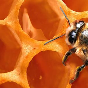 Il miele biologico e le sue proprietà
