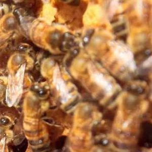 Le api producono il miele biologico in ambienti incontaminati