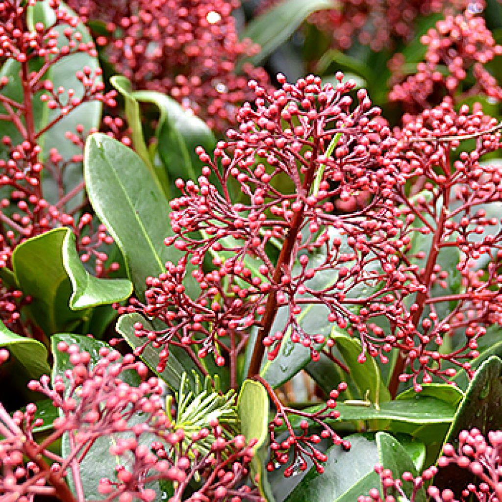 skimmia rubella