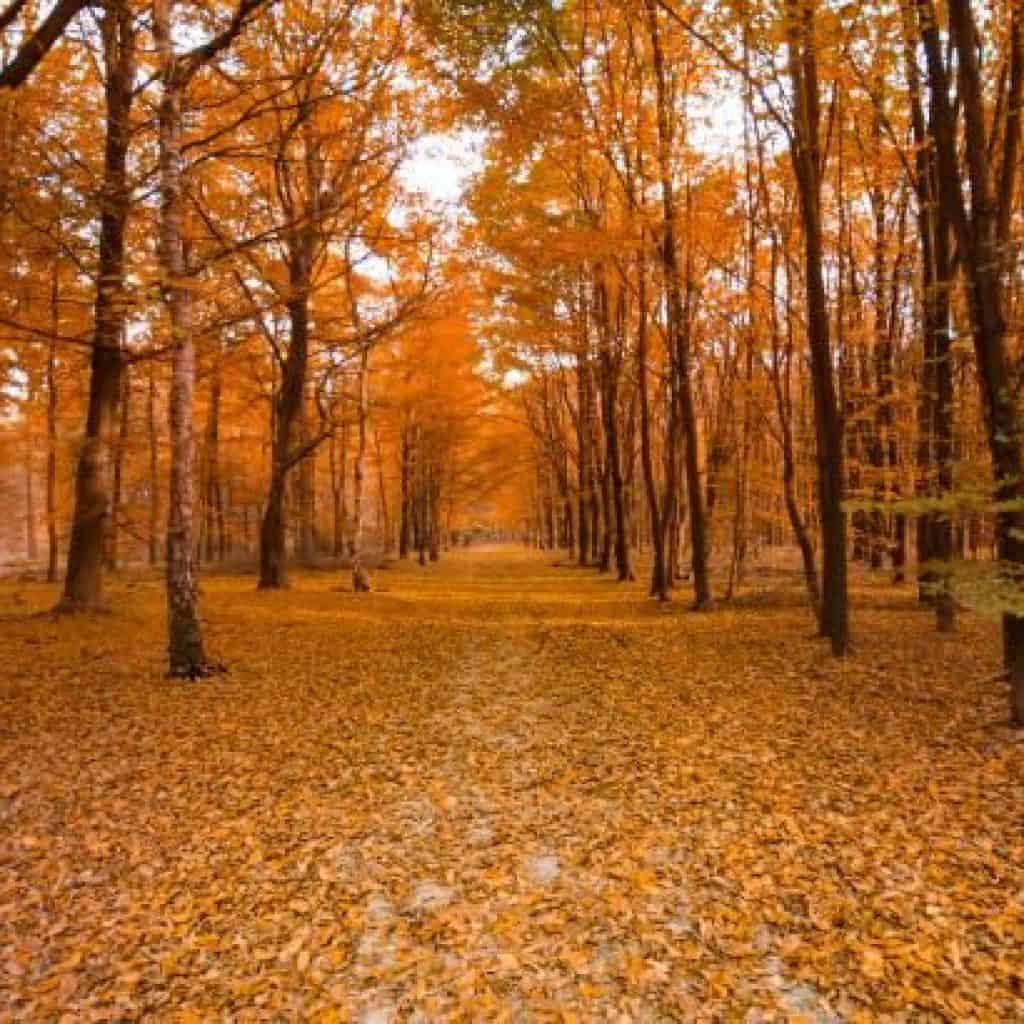 novembre
