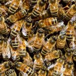 api-inverno-glomere-miele-bio