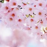 eventi marzo olioemiele