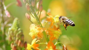 Non smettere mai di volare: adotta un alveare