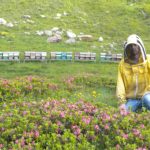 Produzione miele alta montagna da agricoltura biologica miele di rododendro