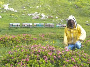 Produzione miele alta montagna da agricoltura biologica miele di rododendro