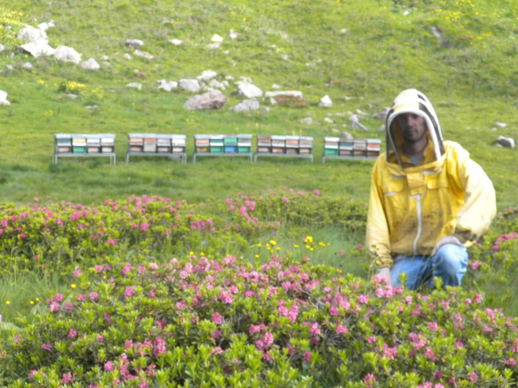 Produzione miele alta montagna da agricoltura biologica