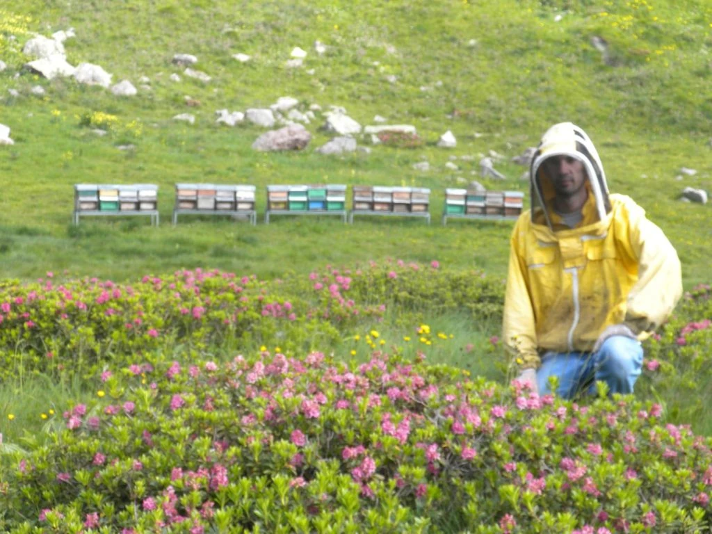 Produzione miele alta montagna da agricoltura biologica miele di rododendro