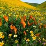 i fiori di campo producono-il-miele-millefiori