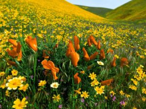 i fiori di campo producono-il-miele-millefiori