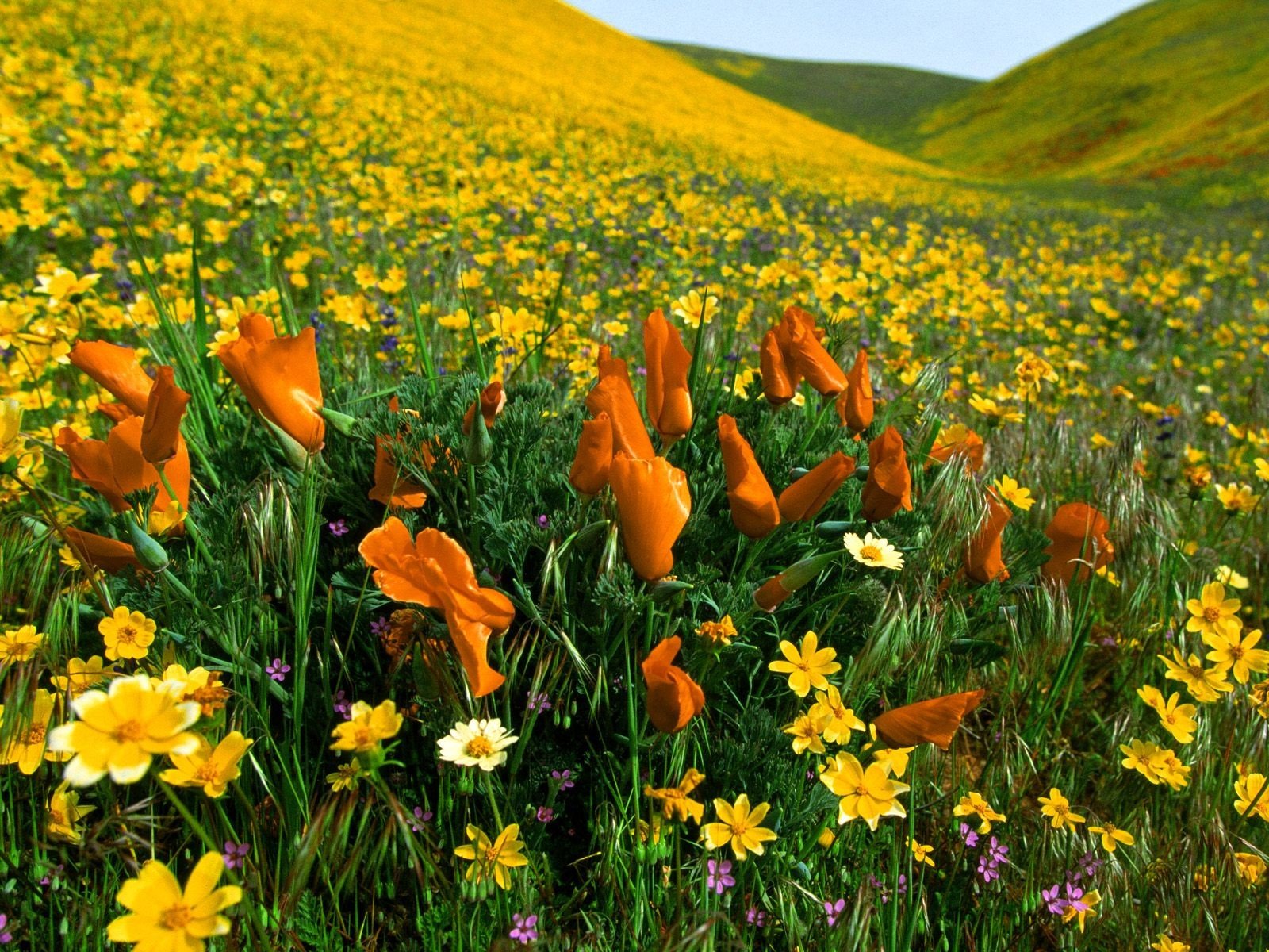 i fiori di campo producono-il-miele-millefiori