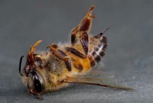 Rettet die Bienen vor Neonicotinoiden