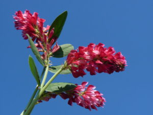 il miele di Sulla proviene dal fiore della Sulla