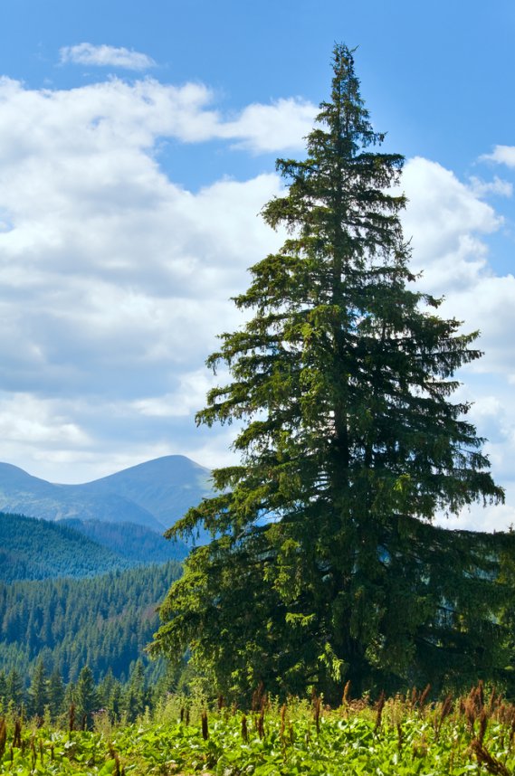 il miele di melata proviene anche dagli abeti