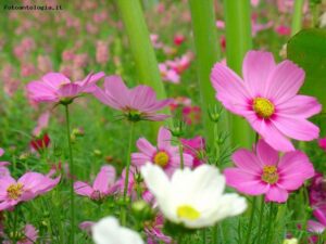 Anche i piccoli fiori producono il miele millefiori