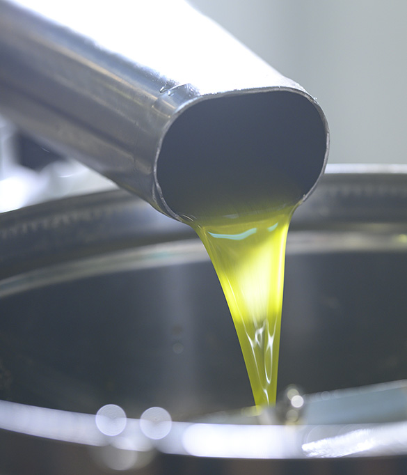 olio d'oliva biologico dal produttore frantoio