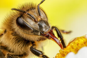 Honigzusammensetzung: Nektarernte mit der Ligula