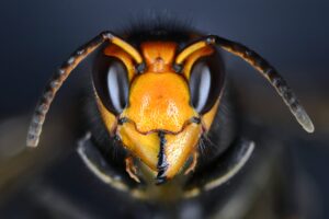 Rettet die Bienen von Asiatische Hornisse