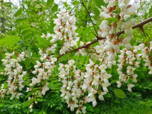 Da dove viene il miele di acacia? Dal nettare dei fiori