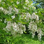 Dalle piante di robinia si produce il miele di acacia