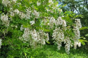 Dalle piante di robinia si produce il miele di acacia