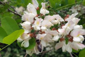 Il miele di acacia è prodotto dai fiori di acacia