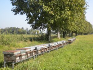 Alcune arnie per l'apicoltura biologica lasciate sulle orobie dall'azienda agricola Gianfranco Vismara a Bergamo