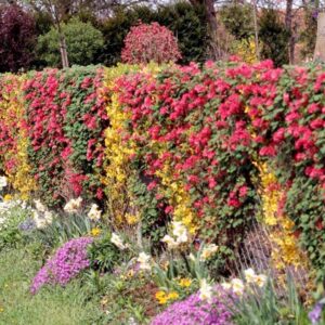 retten die Bienen mit künstlichen Hecken.