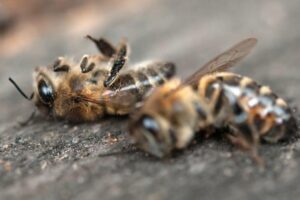 "Rettet die Bienen Die Auswirkungen des Klimawandels auf Bienen und ihr Überleben 