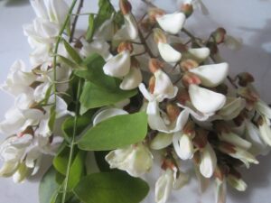 La pianta di Robinia produce il miele di acacia