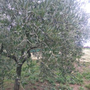 olivicoltura Vismara 1